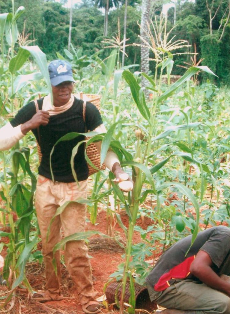 Dans la paroisse Saint-Cœur-de-Marie-d’Omvan, située à une trentaine de kilomètres de la ville de Yaoundé au Cameroun, s'est déroulé un projet agricole sur deux hectares de terrain.